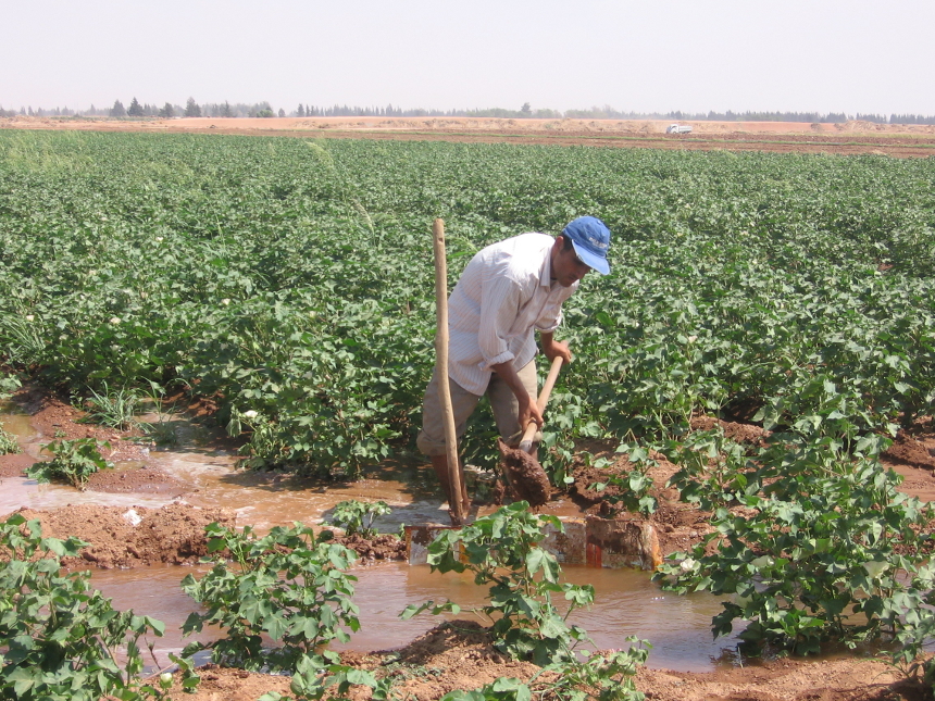 Euphrates Project - Syria - July 2010, man irrigating a cotton field.